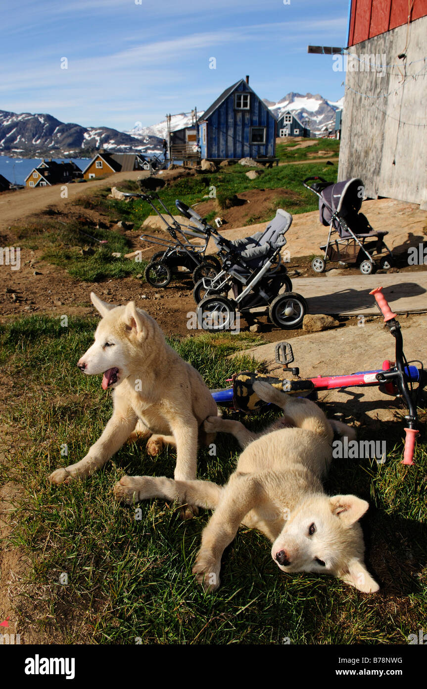 Sledge dog puppies in Tasiilaq, Ammassalik, East Greenland, Greenland Stock Photo