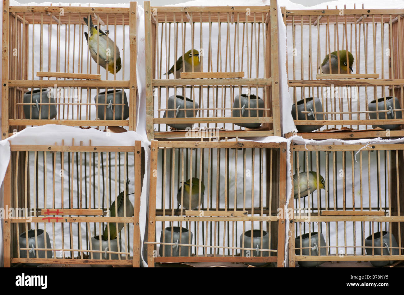 Chinese songbirds in cages Stock Photo