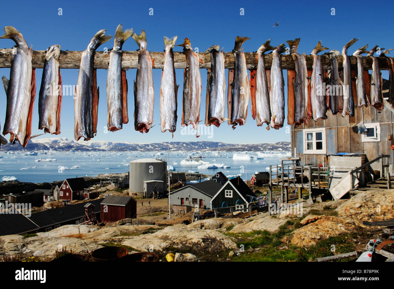 Dried fish, Tineteqilag, Sermilik Fjord, East Greenland, Greenland Stock Photo