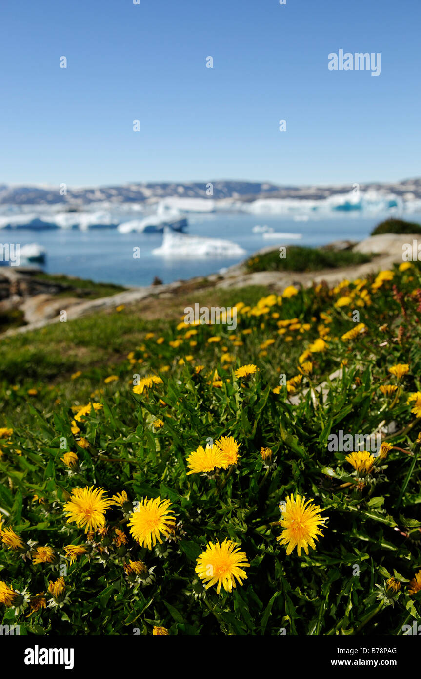 Dandelions on a meadow in Tineteqilag, Sermilik Fjord, East Greenland, Greenland Stock Photo