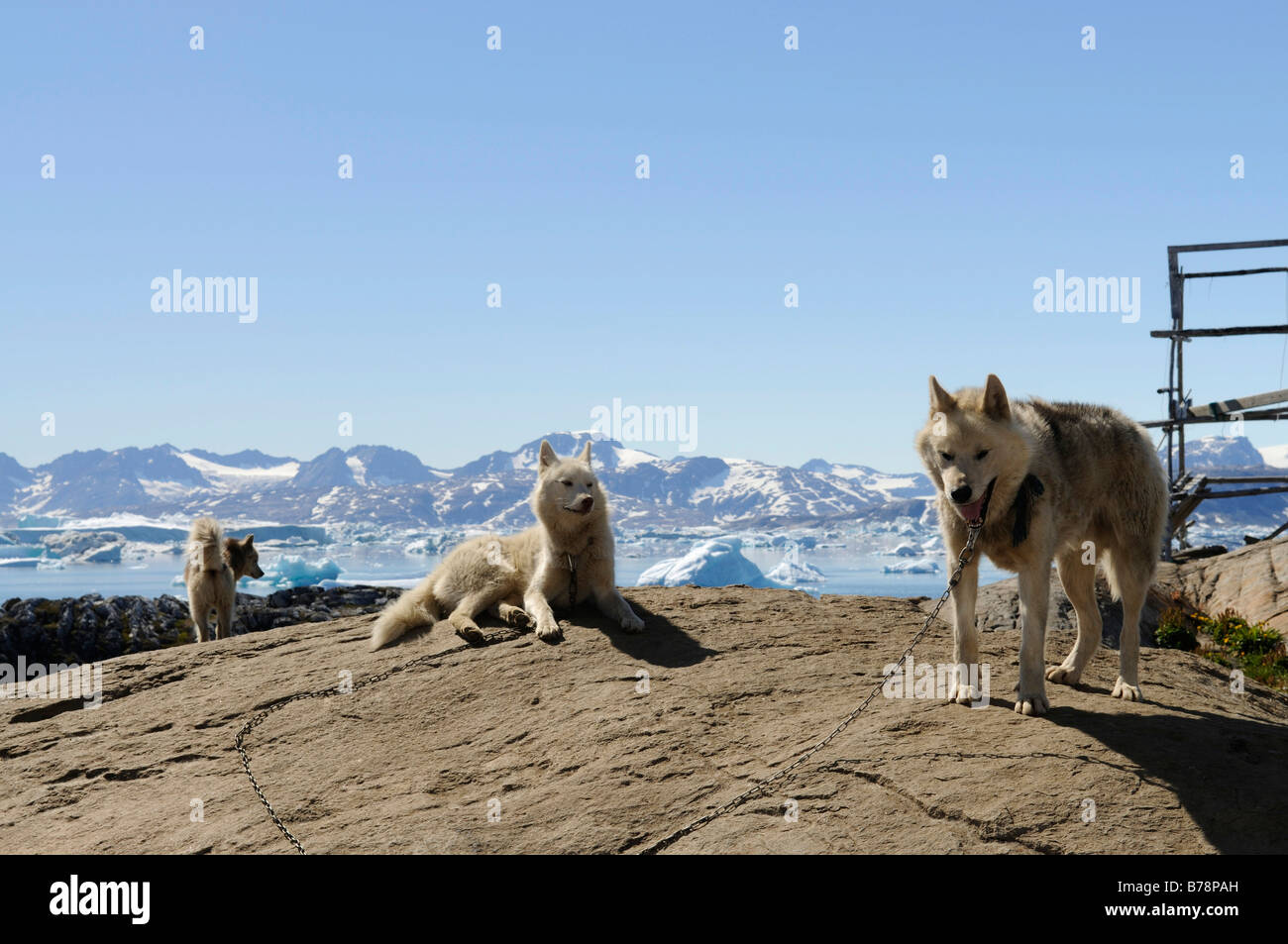 Sled dogs in Tineteqilag, Sermilik Fjord, East Greenland, Greenland Stock Photo