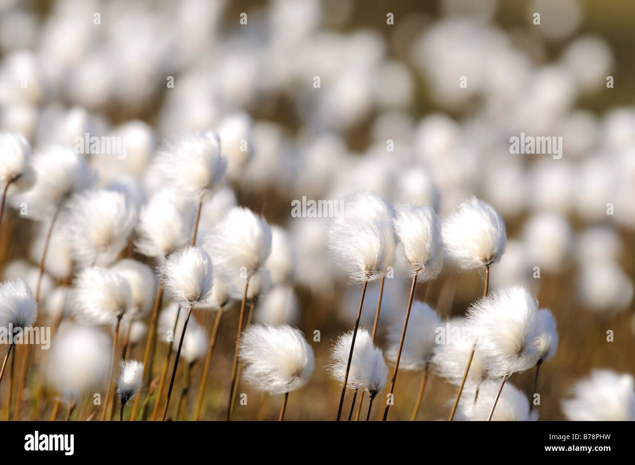 Cottongrass (Eriophorum) in the Hundefjord, East Greenland, Greenland Stock Photo