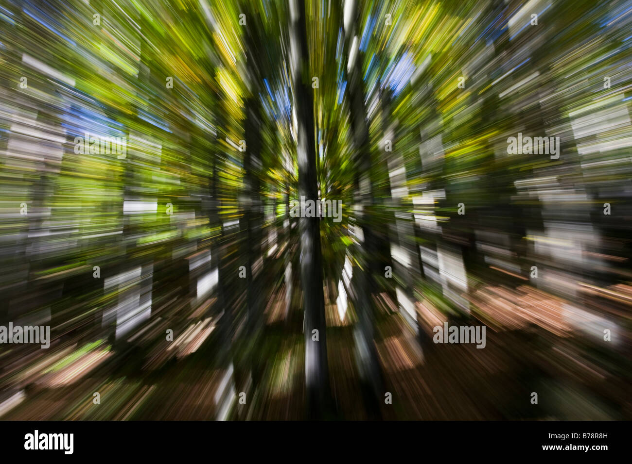 Germany, Bavarian Forest, Trees (Zoom effect) Stock Photo