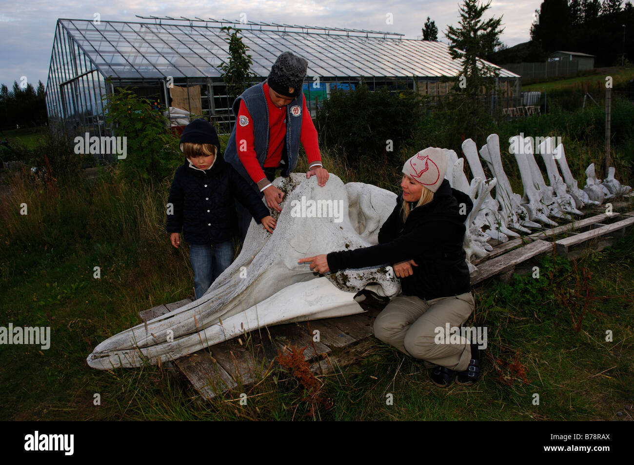 Woman and two children at bottle nose whale skeleton in Laugarvatn, Iceland, Europe Stock Photo