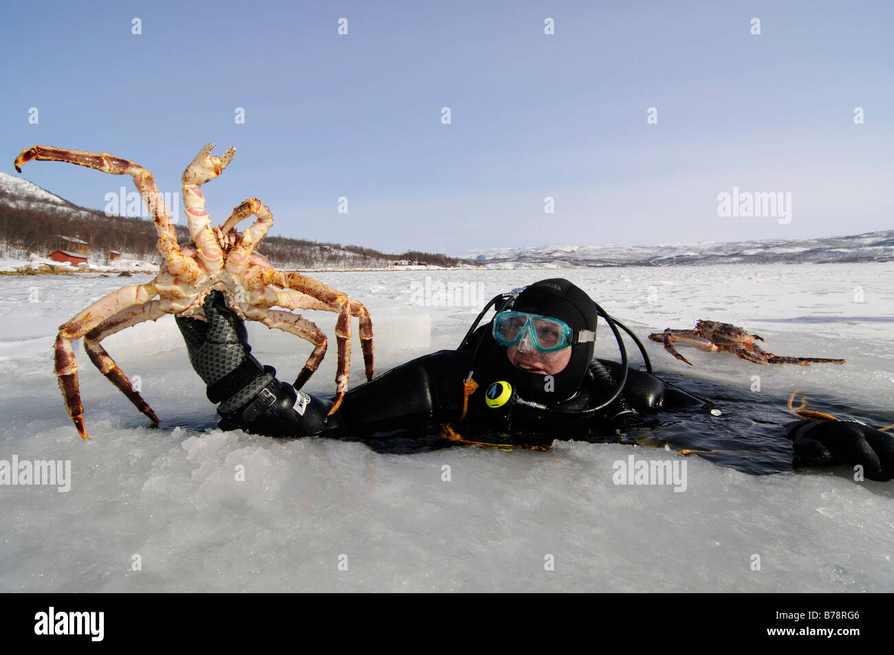 Scuba diver in Fjord with catch of red king crab, Kirkenes, Norway, Scandinavia, Europe Stock Photo
