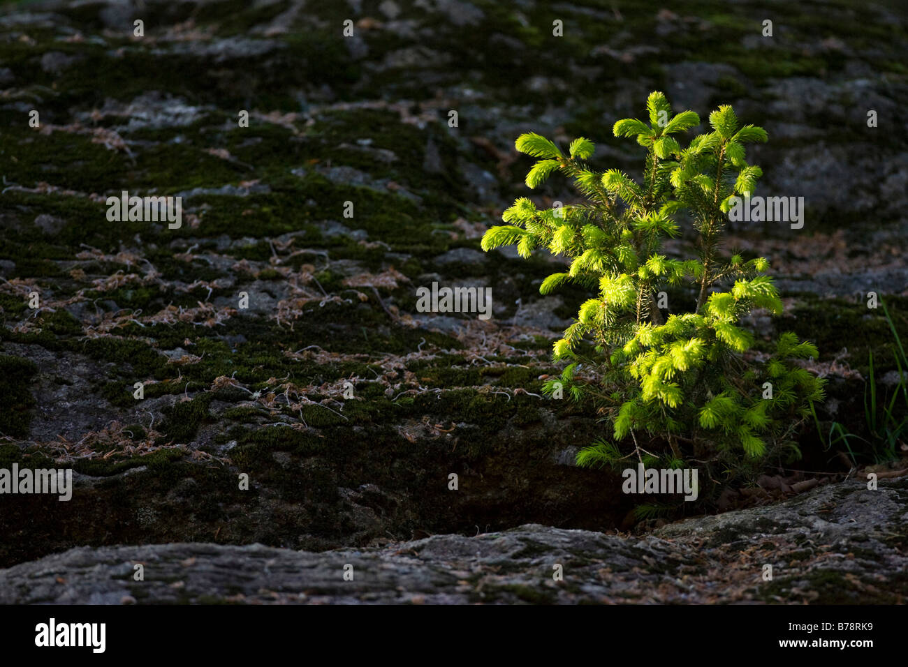 Young Fir tree Stock Photo - Alamy