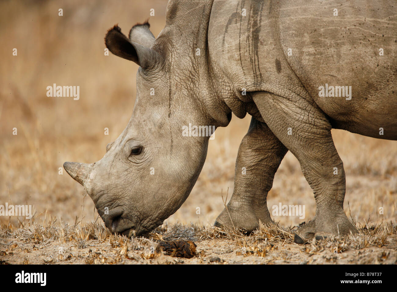 Portrait of a baby white rhino Stock Photo