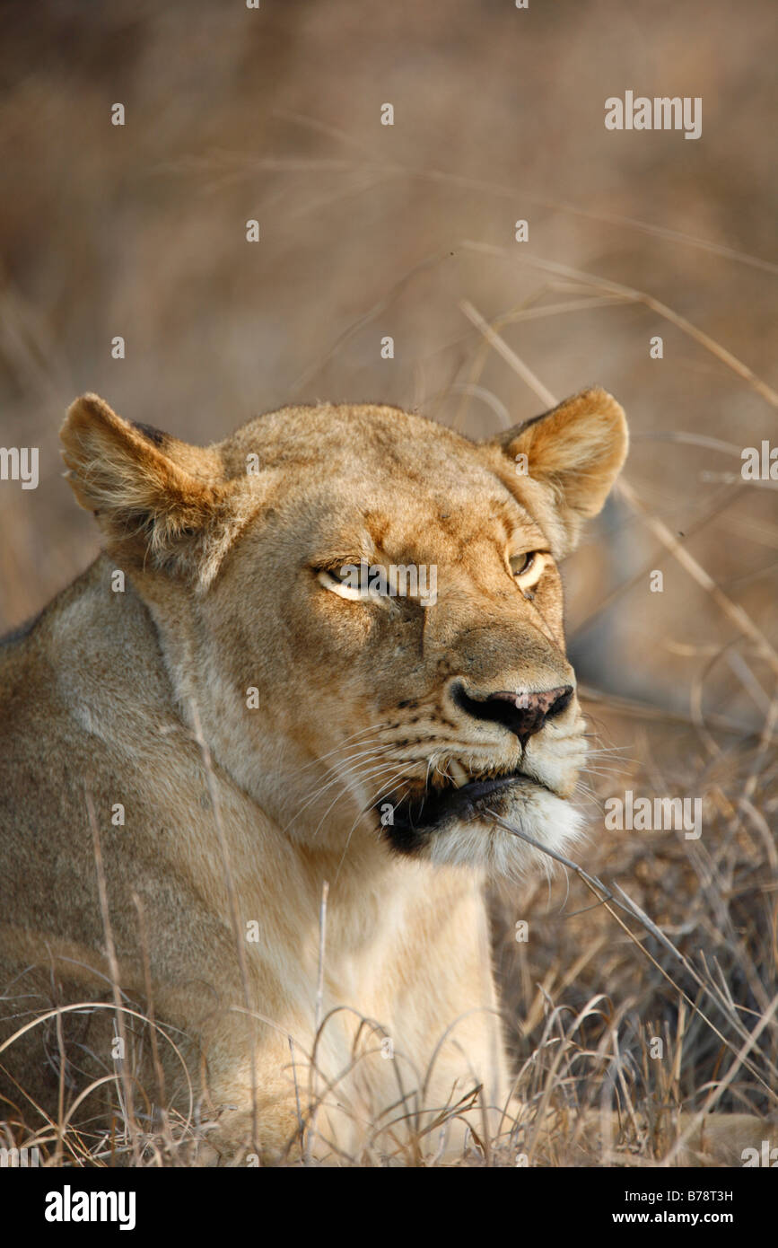 Portrait of a lioness with an injury which caused her canine tooth to stick out Stock Photo