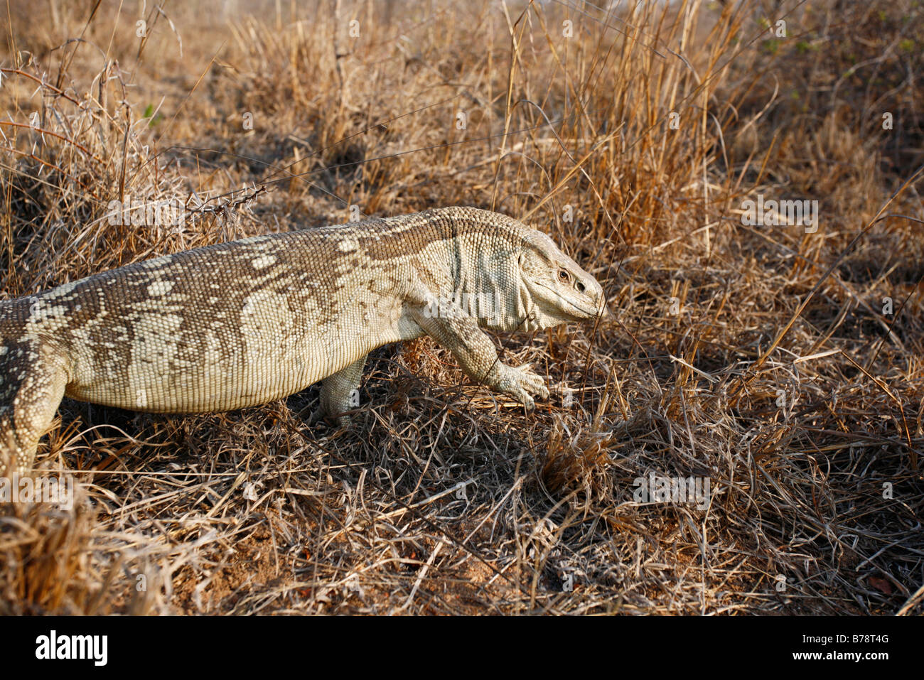 African monitor lizard hires stock photography and images Alamy