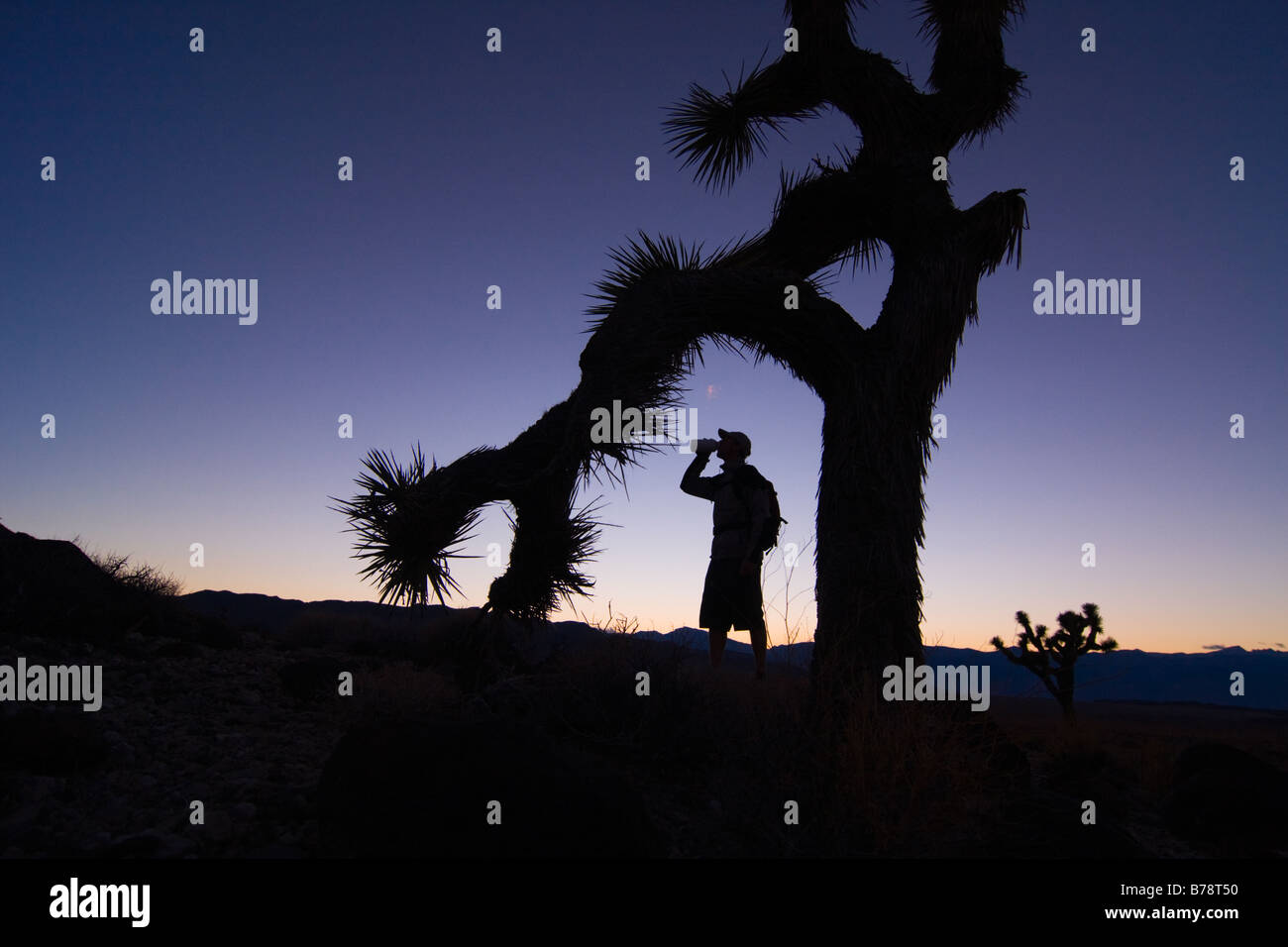 A silhouette of a male hiker by a Joshua Tree at sunset drinking from a bottle near Lone Pine in California Stock Photo