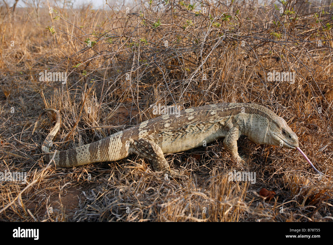 Nile Monitor lizard or leguaan in dry veld Stock Photo