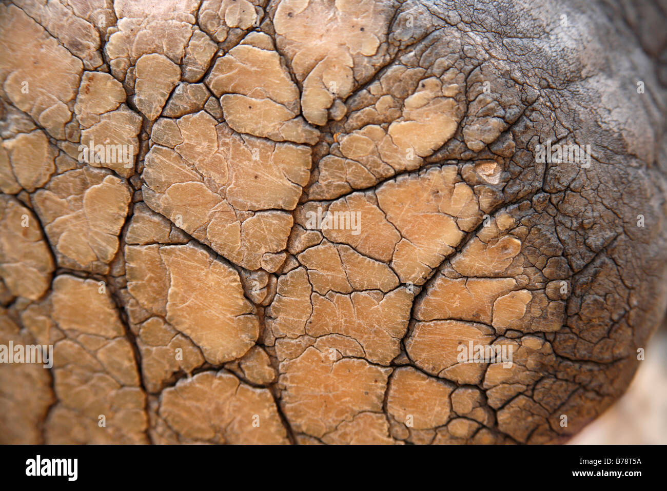 Closeup of the sole of an elephant's foot Stock Photo Alamy