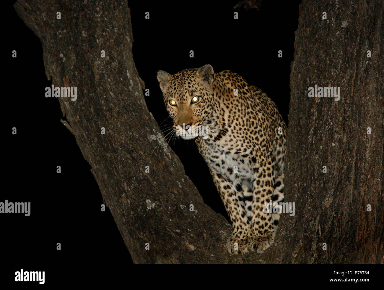 Frontal view of a leopard in the fork of a tree at night Stock Photo
