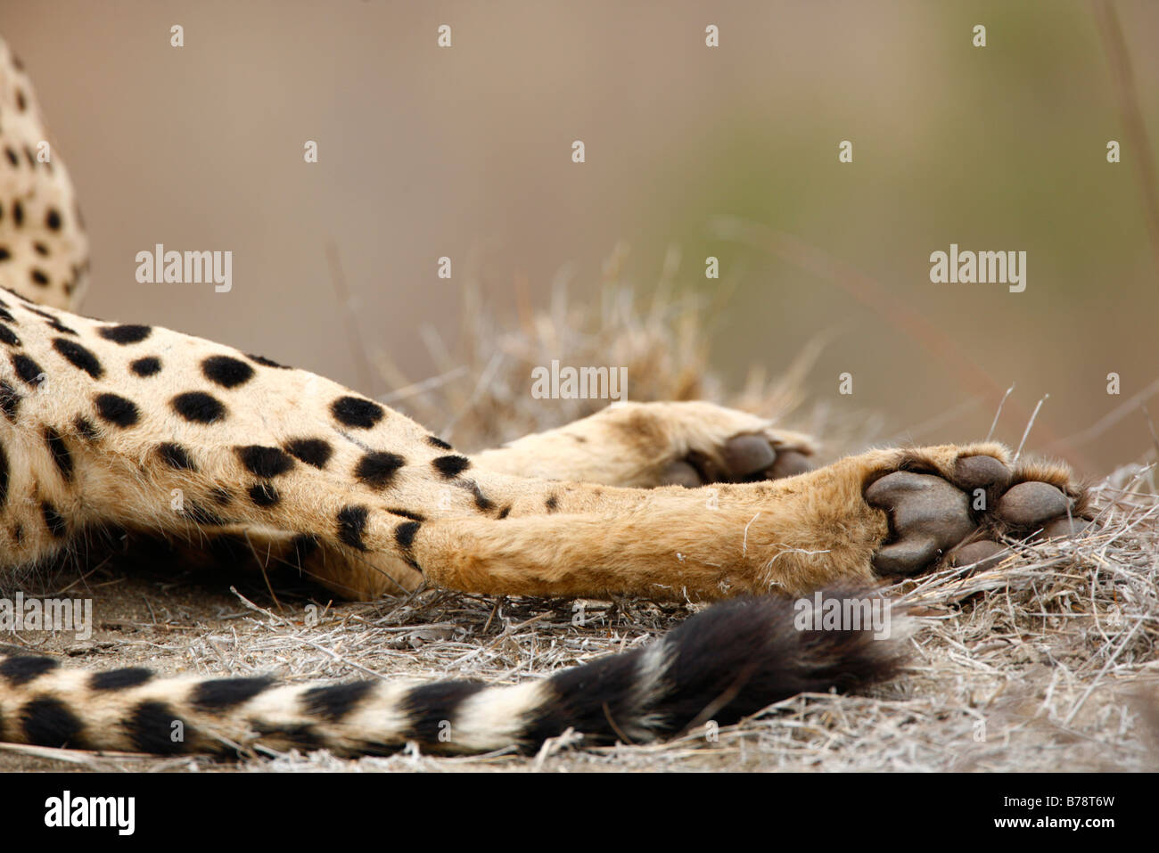 Close up of a cheetahs hind legs, tail and paws Stock Photo