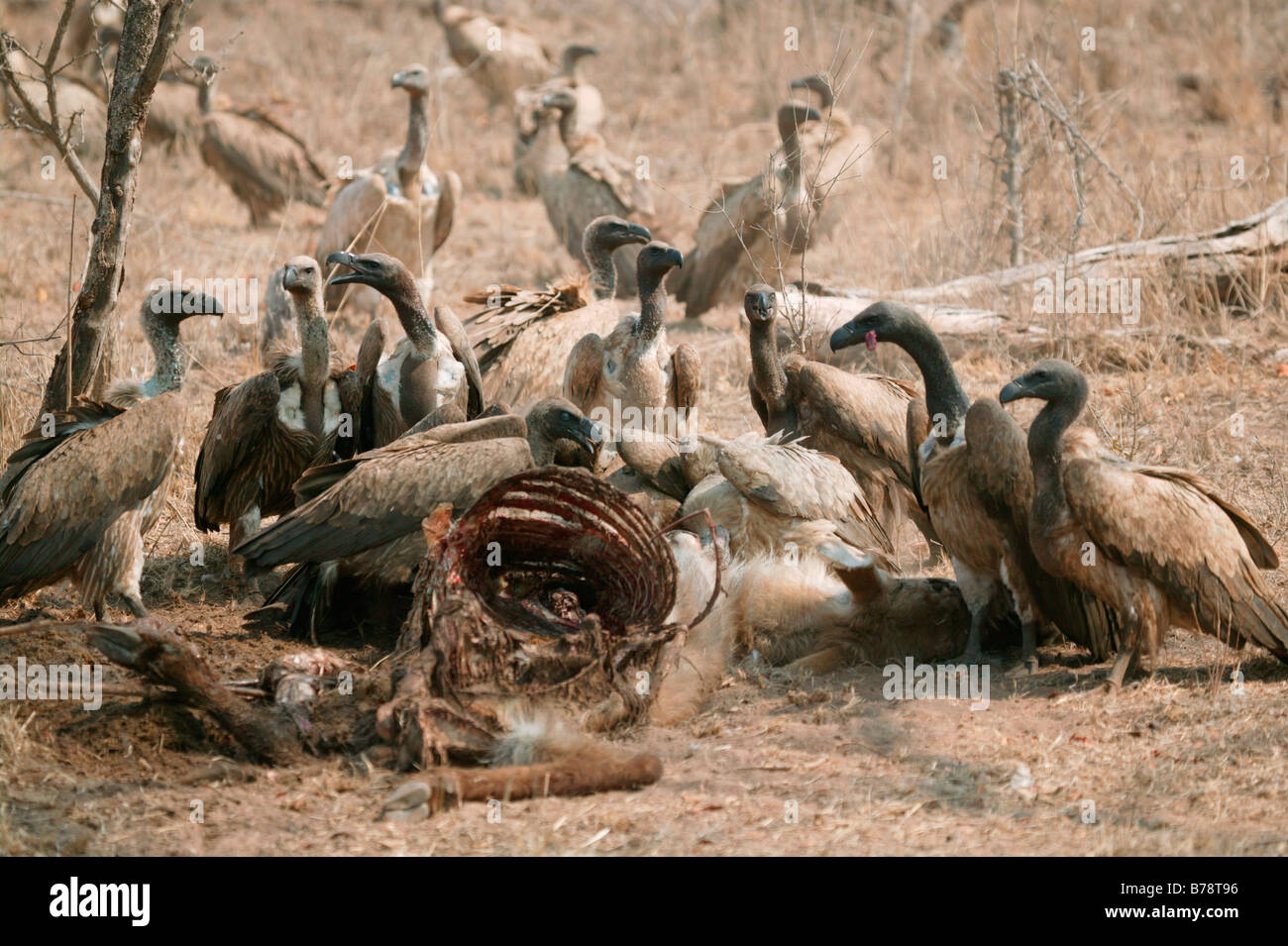 Whitebacked vultures at a waterbuck carcass with a Cape Vulture looking on Stock Photo