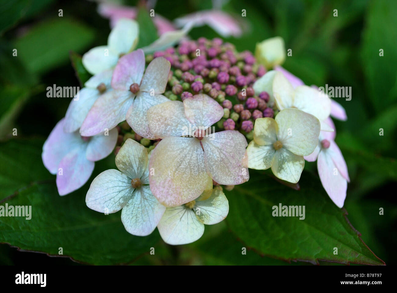 Hydrangea flower plant seed hi-res stock photography and images - Alamy