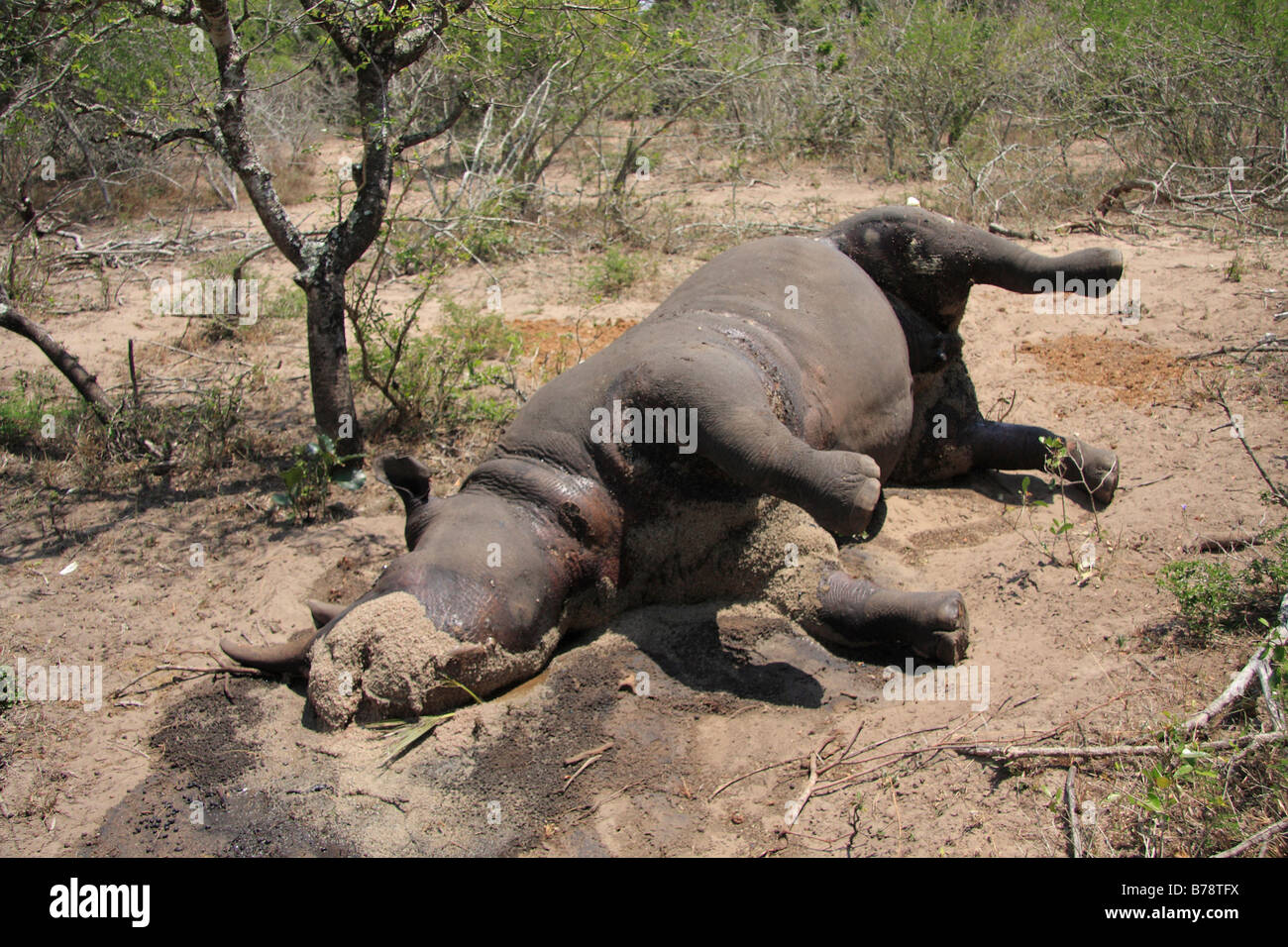 Dead black rhino Stock Photo