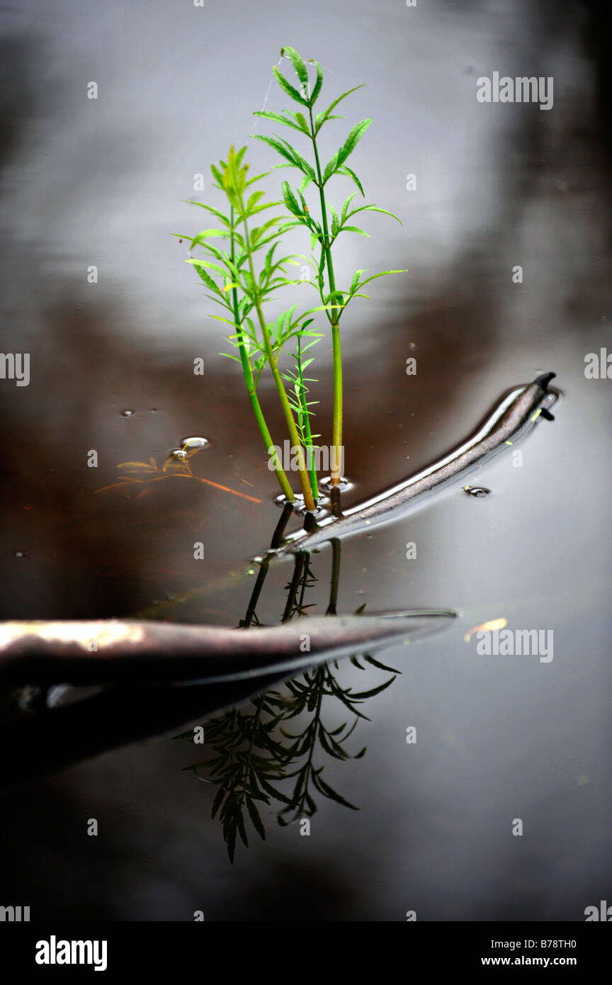 fresh shoot of plant emerging from still water of lake Stock Photo