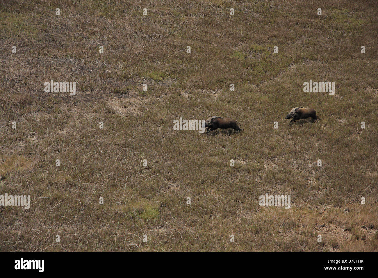 Aerial view of two bushpig boars running Stock Photo