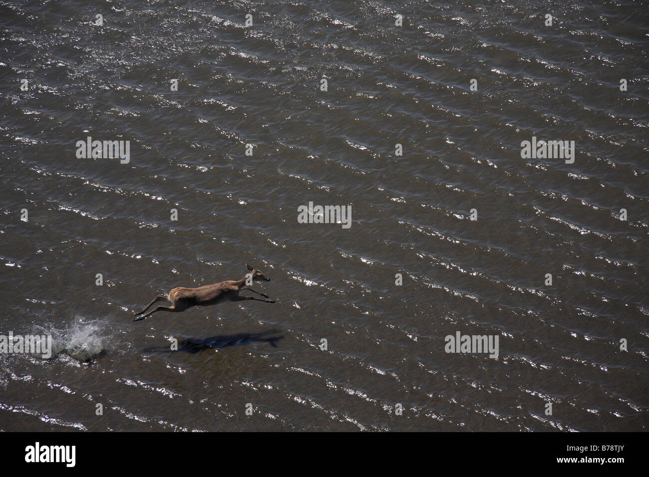 Aerial view of a reedbuck running in shallow water Stock Photo - Alamy