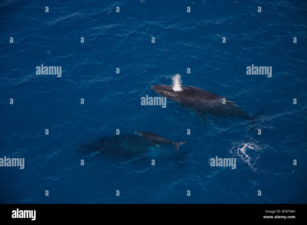 Aerial view of two a hump backed whales and calf Stock Photo