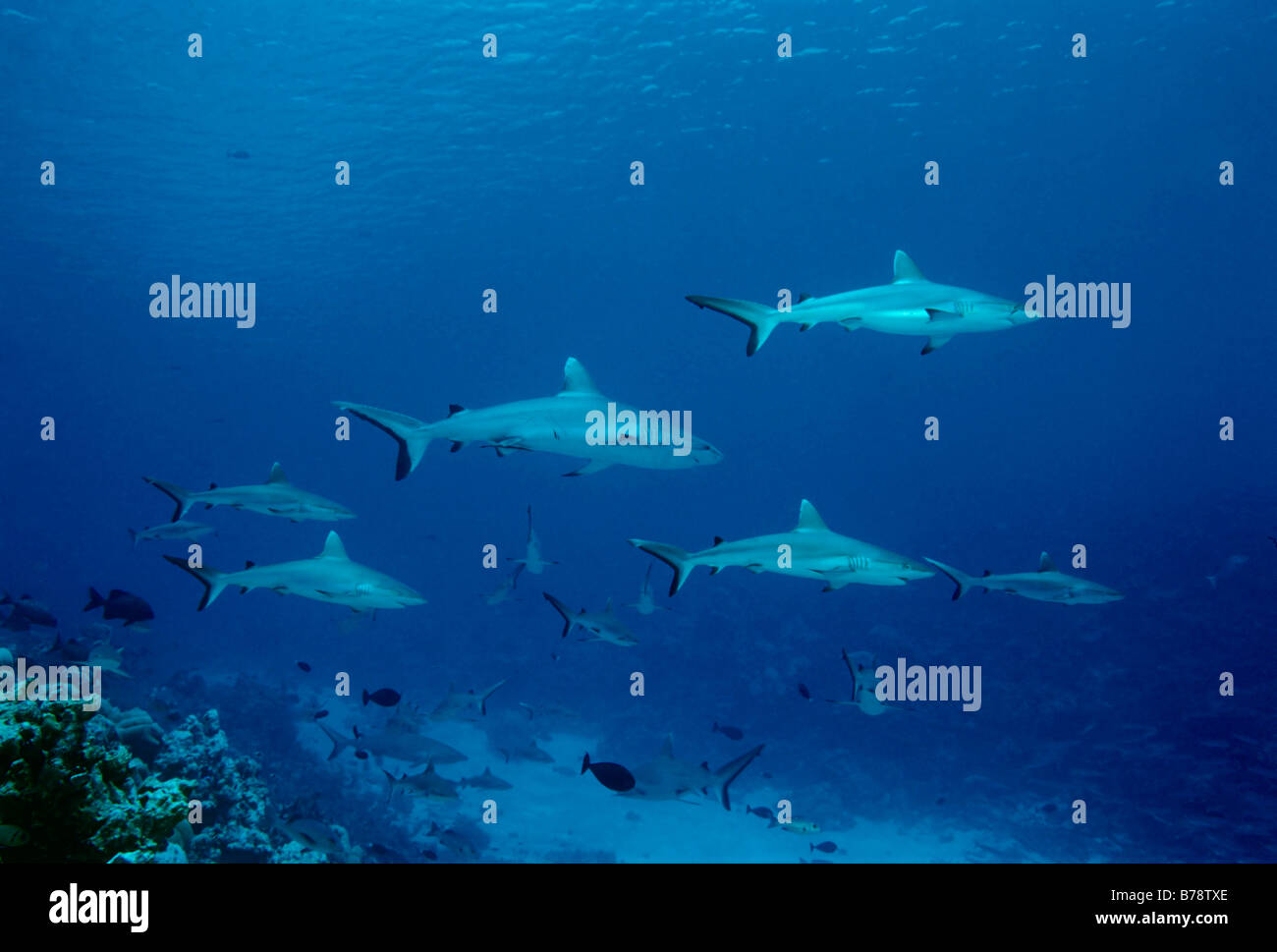 Grey Reef Sharks (Carcharhinus amblyrhynchos) swimming in blue water, Ba Atoll, Maldives, Indian Ocean, Asia Stock Photo