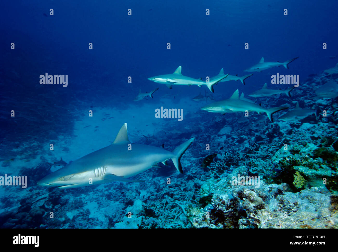 Grey Reef Sharks (Carcharhinus amblyrhynchos) are swimming above the coral reef in the blue, Ba Atoll, Maldives, Indian Ocean,  Stock Photo