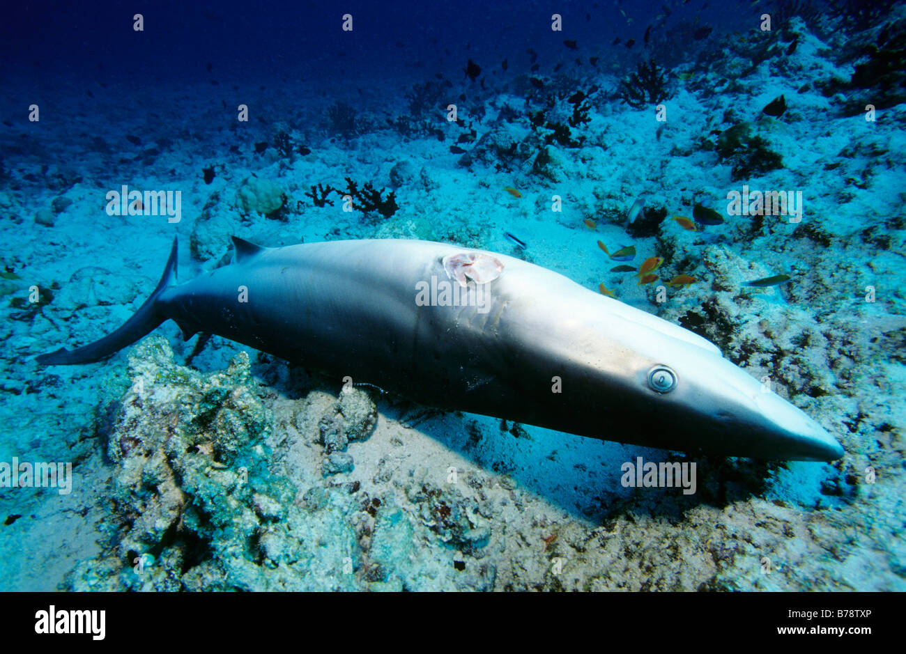 Dead Grey Reef Shark (Carcharhinus amblyrhynchos) with cut-off fins on a coral reef, Lhaviyani Atoll, Maldives, Indian Ocean, A Stock Photo