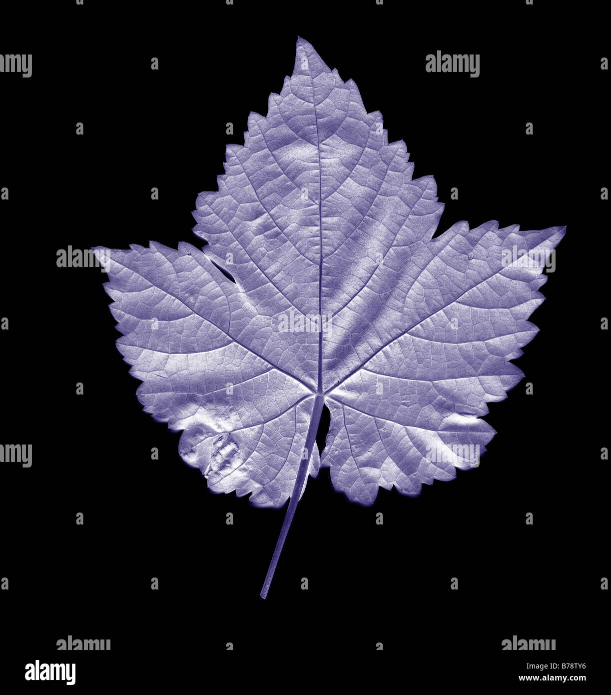 Nature art leaf hi-res stock photography and images - Alamy