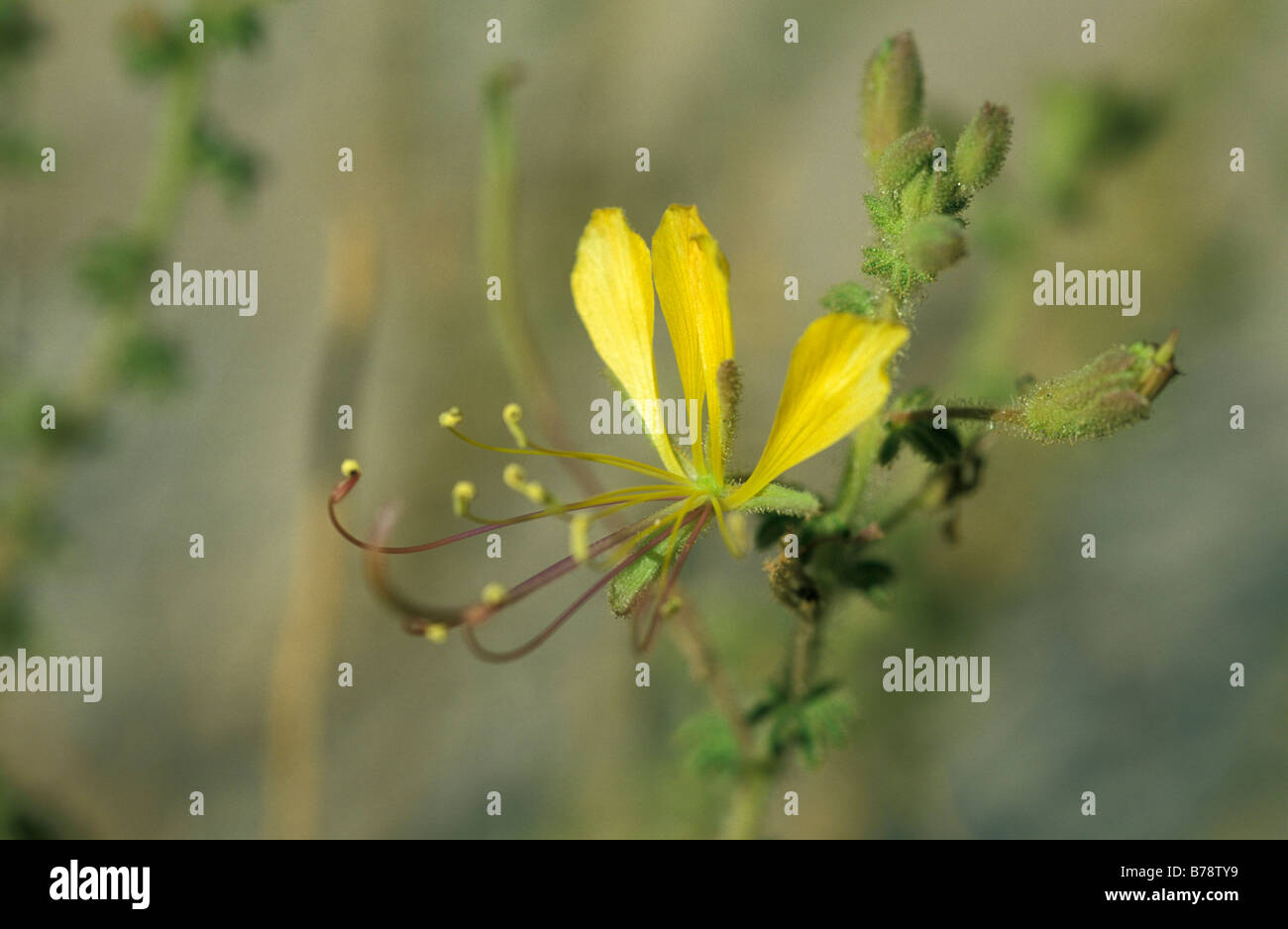 Unidentified yellow flower Stock Photo