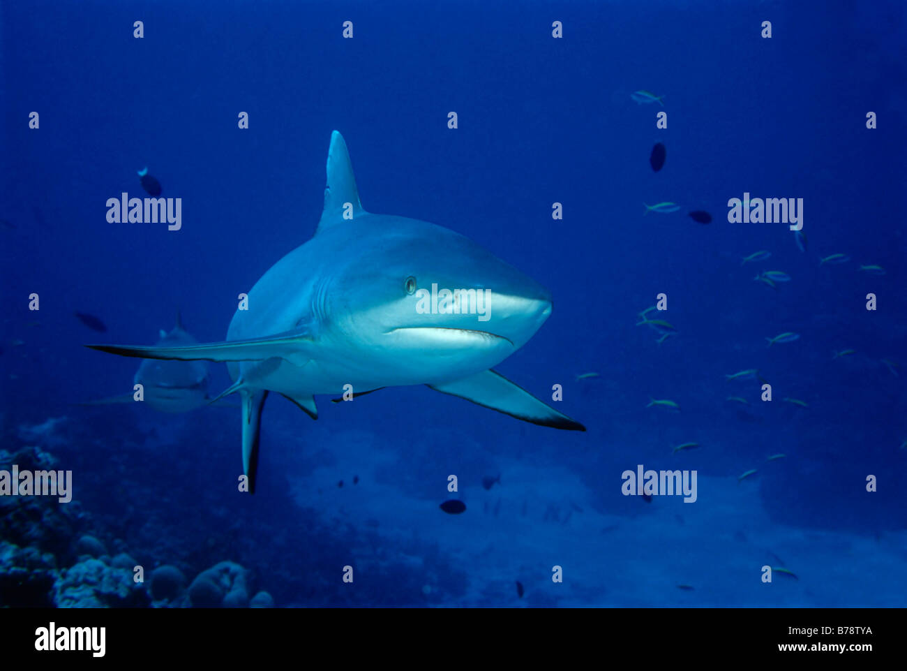 Grey Reef Shark (Carcharhinus amblyrhynchos) swimming in the blue water, Ba Atoll, Maldives, Indian Ocean, Asia Stock Photo