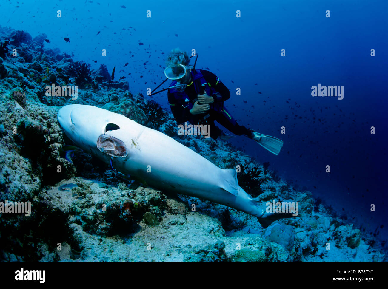 Scuba diver observing a dead Grey Reef Shark (Carcharhinus amblyrhynchos) with cut-off fins on a coral reef, Lhaviyani Atoll, M Stock Photo