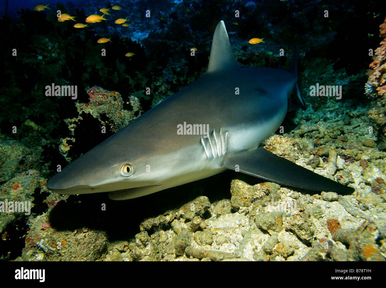 Sleeping Grey Reef Shark (Carcharhinus amblyrhynchos) in a coral reef, Ari Atoll, Maldives, Indian Ocean, Asia Stock Photo