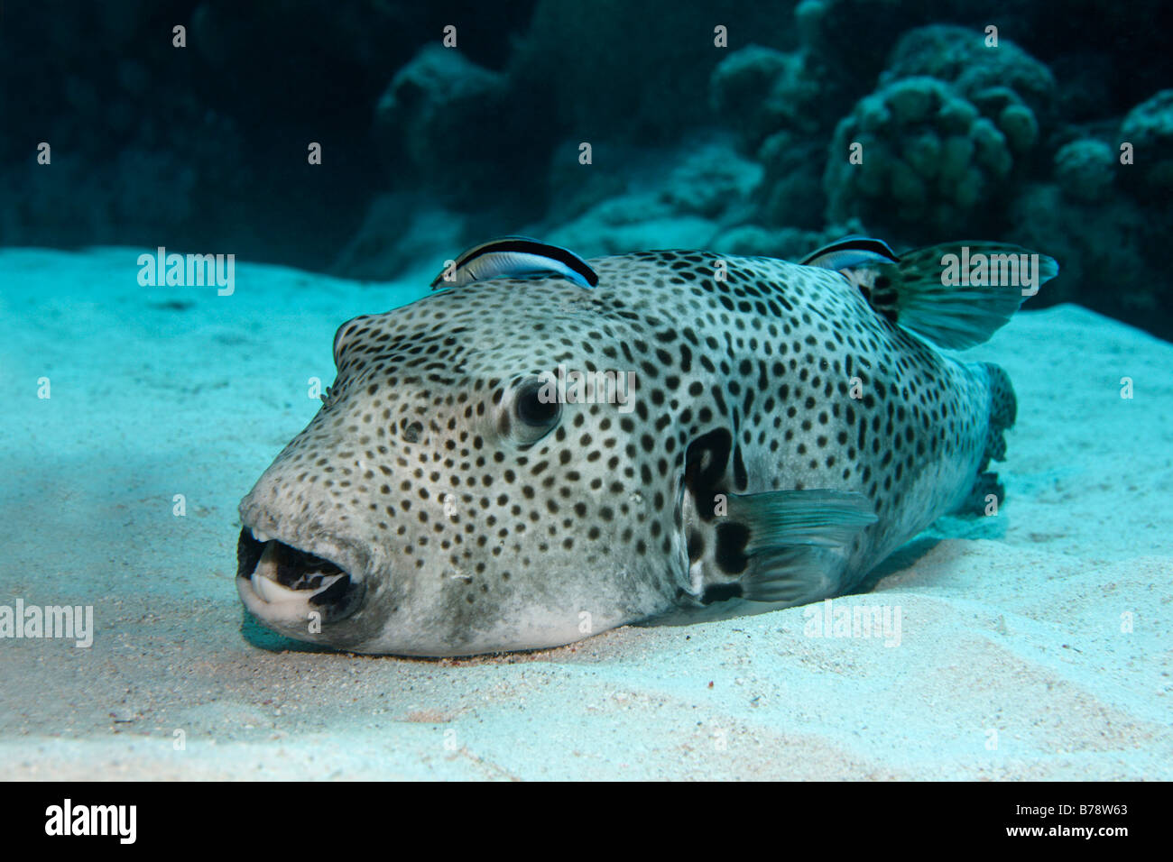 Starry Pufferfish (Arothron stellatus) on sandy sea bottom, being cleaned by two Common Cleaner Wrasses (Labroides dimidiatus), Stock Photo