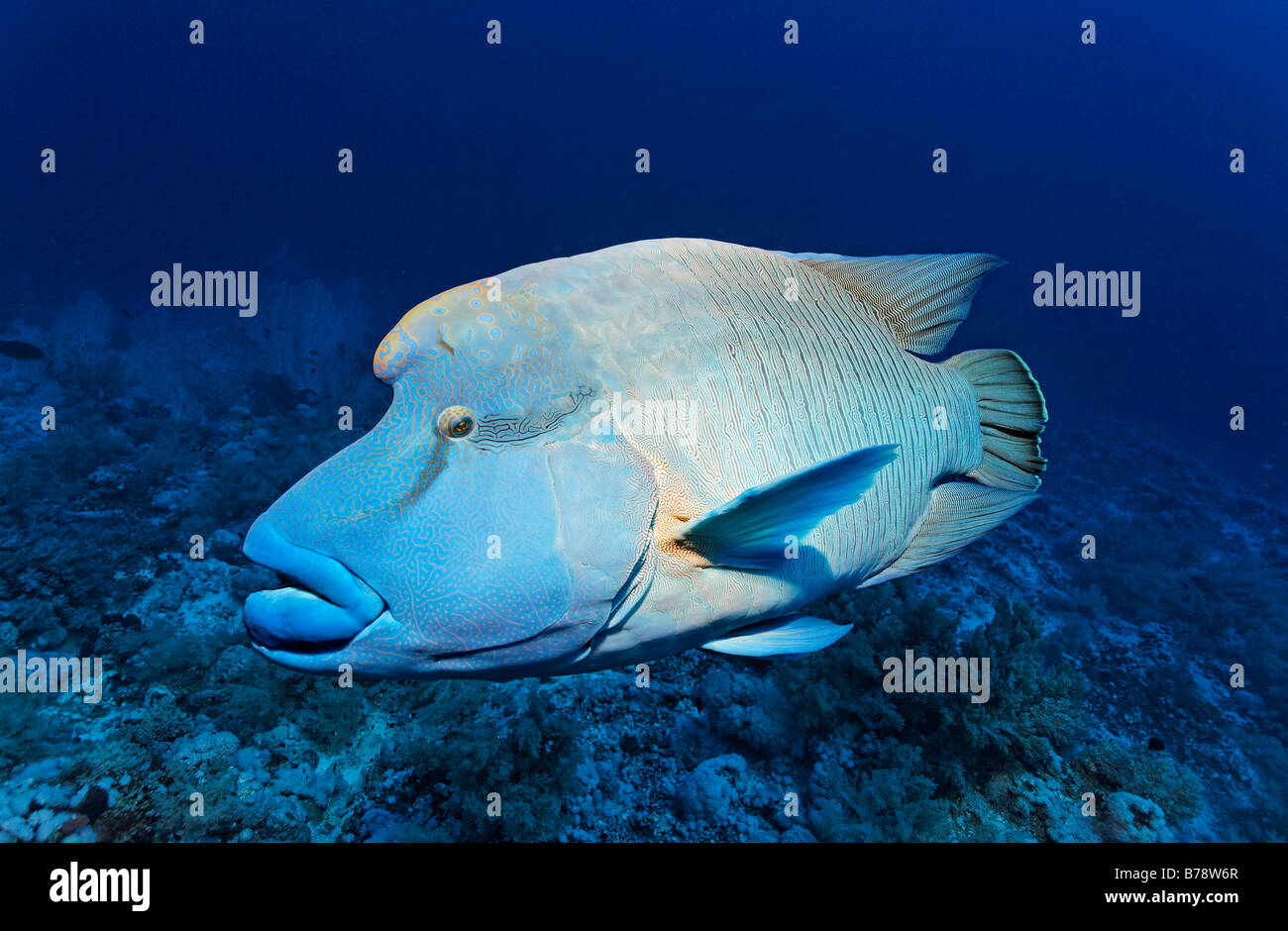 Humphead Wrasse (Cheilinus undulatus) swimming above coral reef, Brother Islands, Hurghada, Red Sea, Egypt, Africa Stock Photo