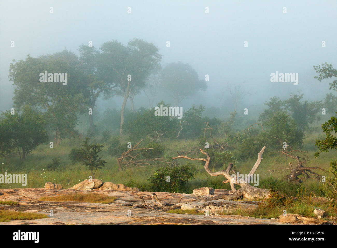 The bushveld on a misty morning viewed from a rock with a fallen tree ...