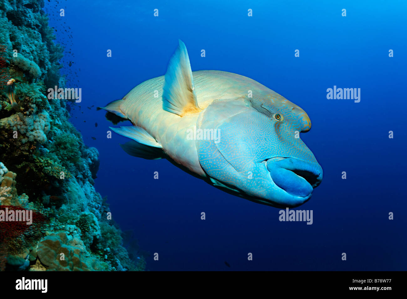 Humphead Wrasse (Cheilinus undulatus) swimming along a coral reef wall, Brother Islands, Hurghada, Red Sea, Egypt, Africa Stock Photo