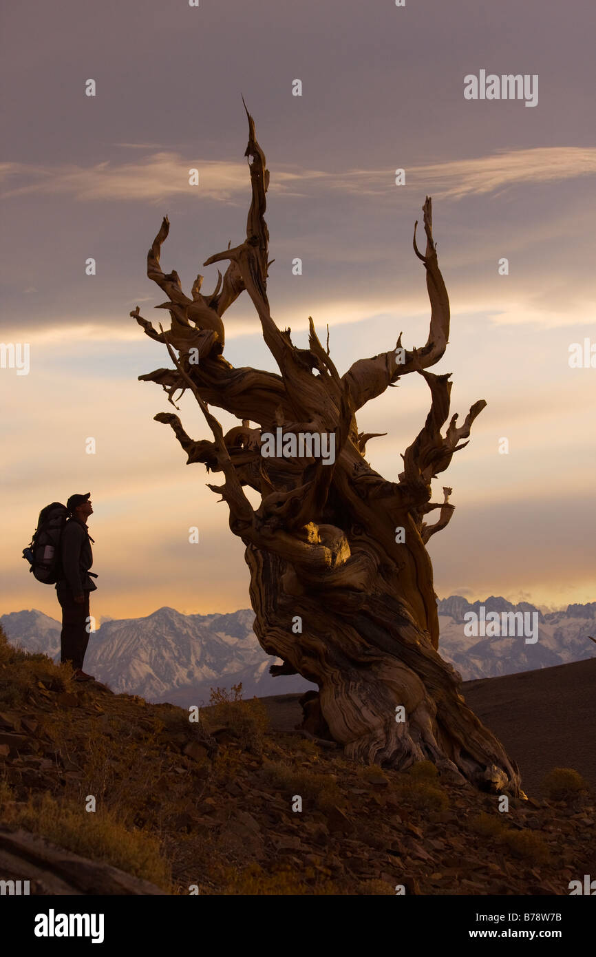 A silhouette of a hiker standing by a Bristlecone Pine tree at sunset near Bishop in California Stock Photo