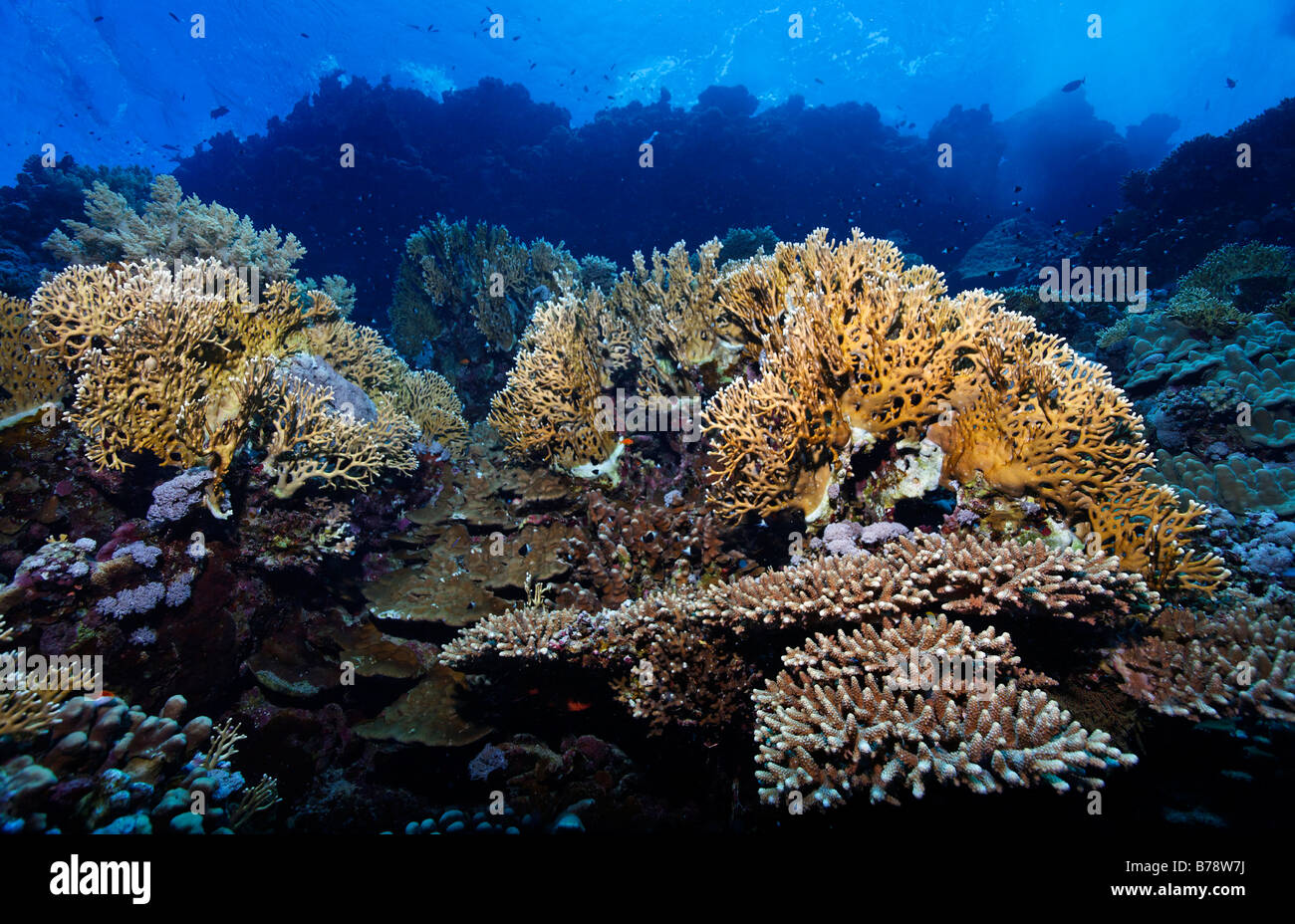 Coral reef top with Red Sea Fire Coral (Millepora dichotoma), Hurghada, Red Sea, Egypt, Africa Stock Photo