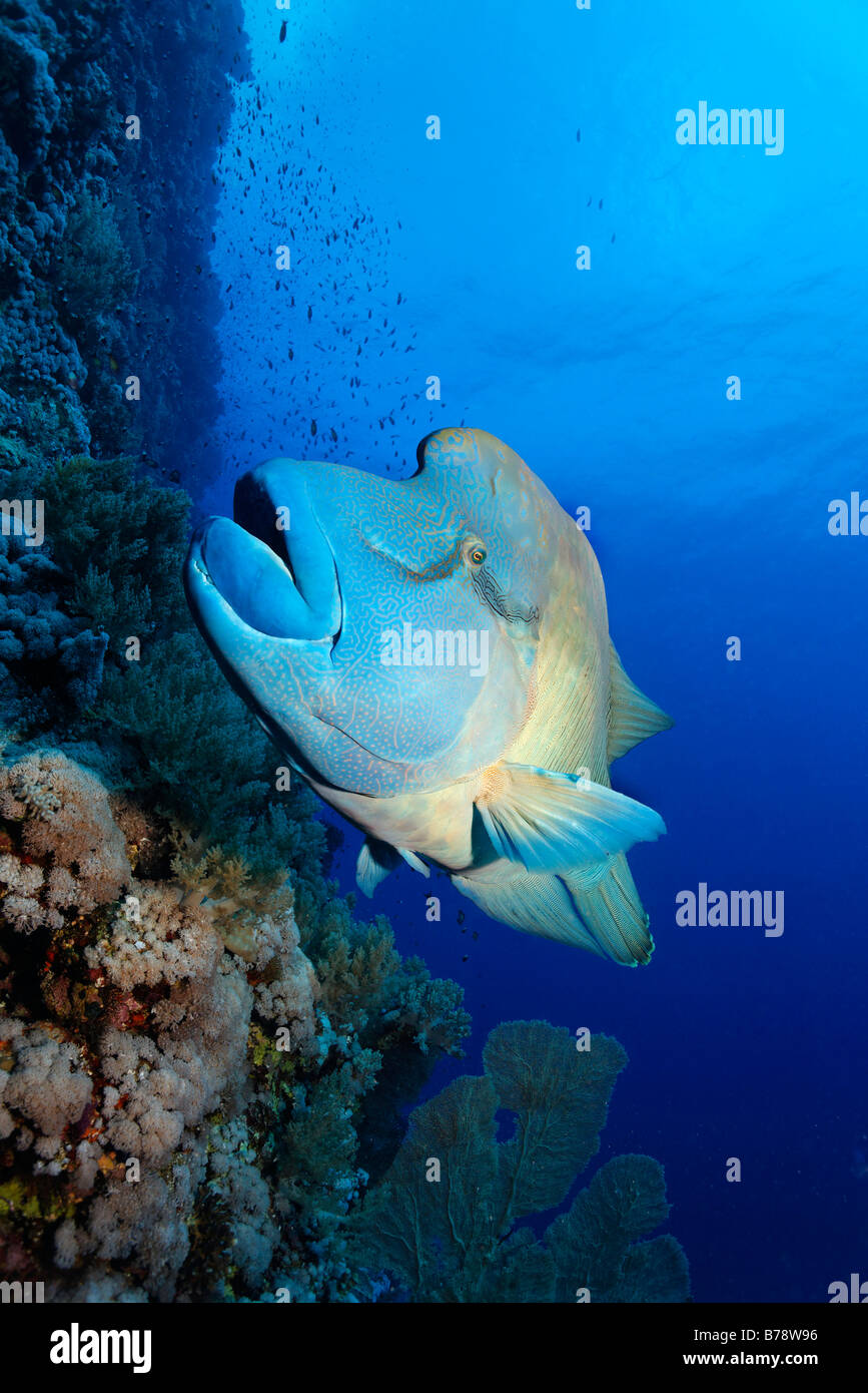 Humphead wrasse (Cheilinus undulatus) swimming along a coral reef wall, Brother Islands, Hurghada, Red Sea, Egypt, Africa Stock Photo
