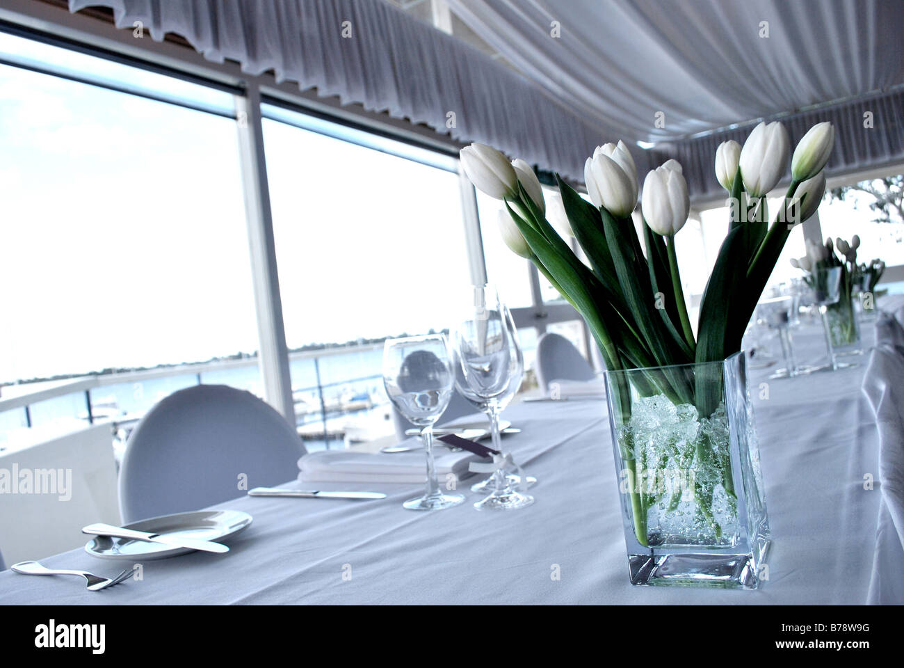 White tulips on a set table Stock Photo