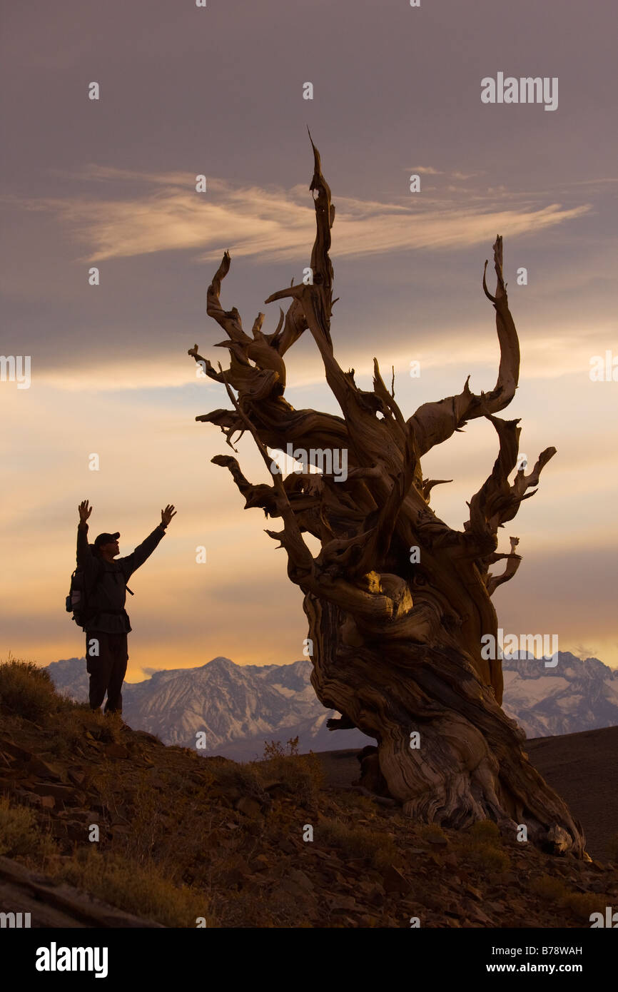 A silhouette of a hiker standing by a Bristlecone Pine tree at sunset near Bishop in California Stock Photo