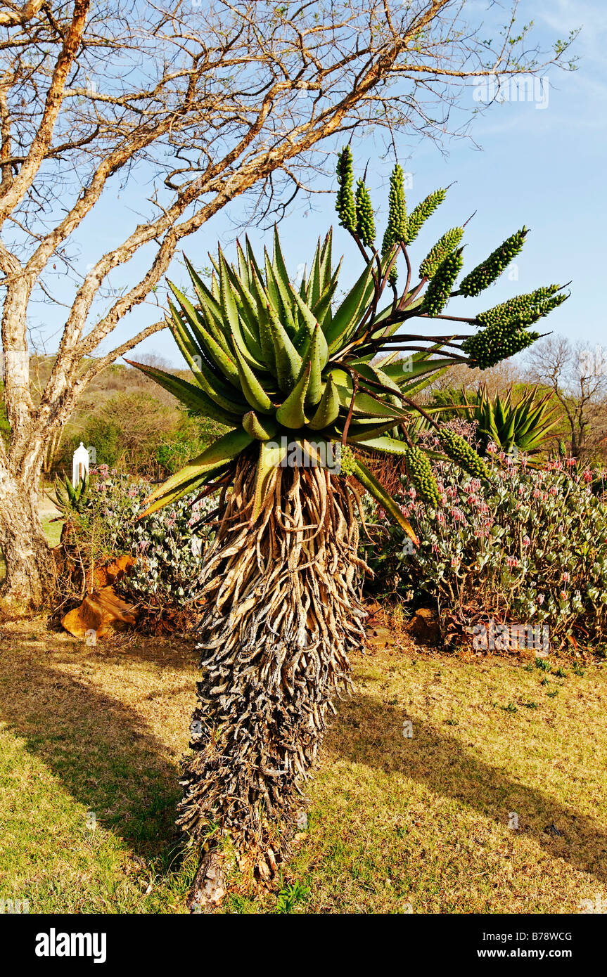 Aloe plant (Aloe), Kwazulu-Natal, South Africa, Africa Stock Photo