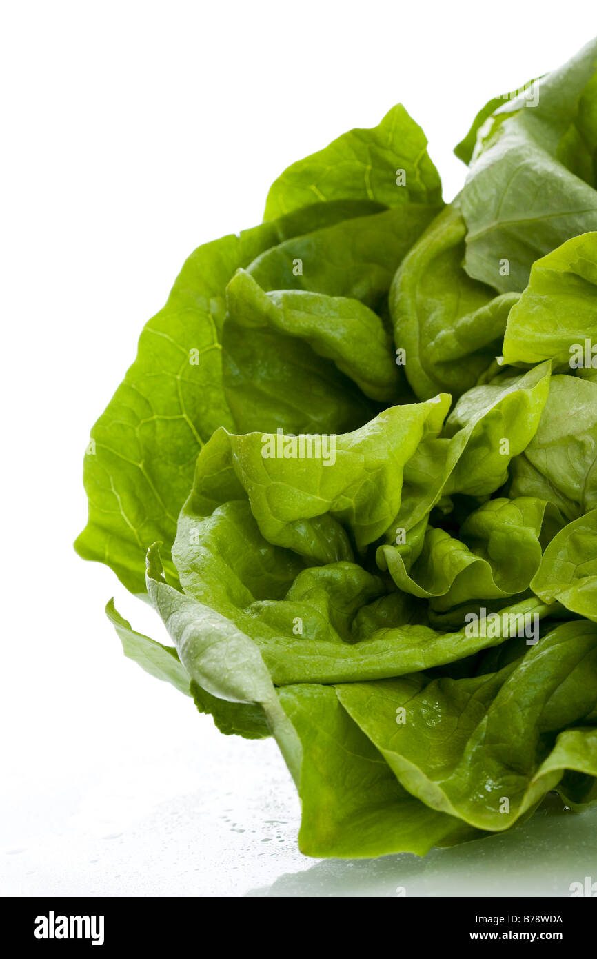 Lettuce (Lactuca sativa var. capitata), close up Stock Photo