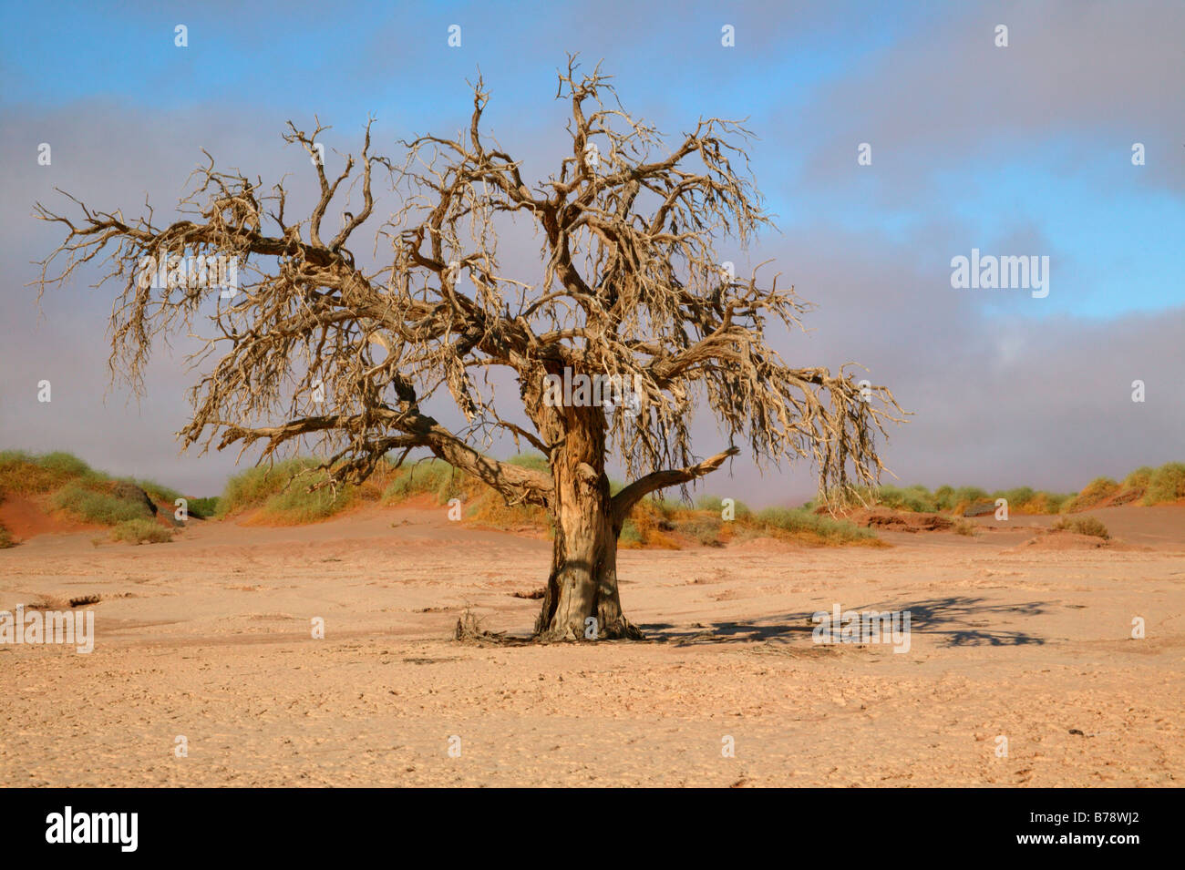 Leafless camel thorn tree Stock Photo