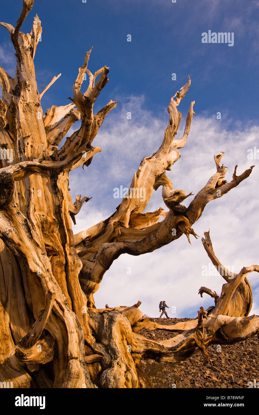 A hiker by a Bristlecone Pine tree at sunset near Bishop in California Stock Photo