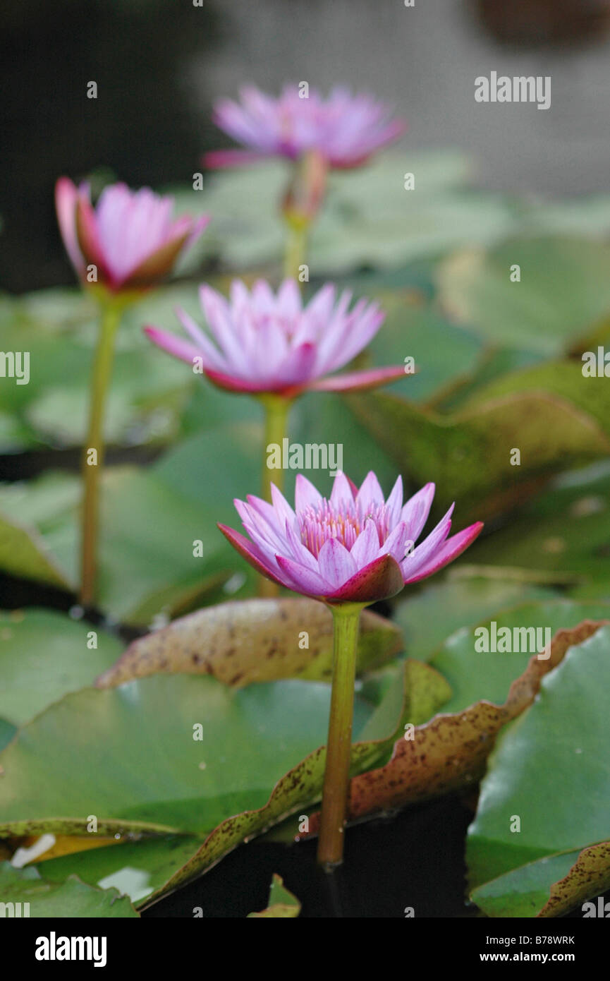 Pink water lilies in bloom Stock Photo Alamy