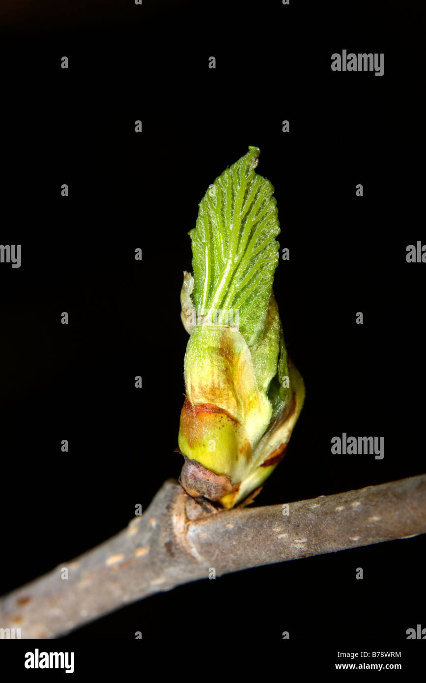 New growth on mulberry tree Stock Photo