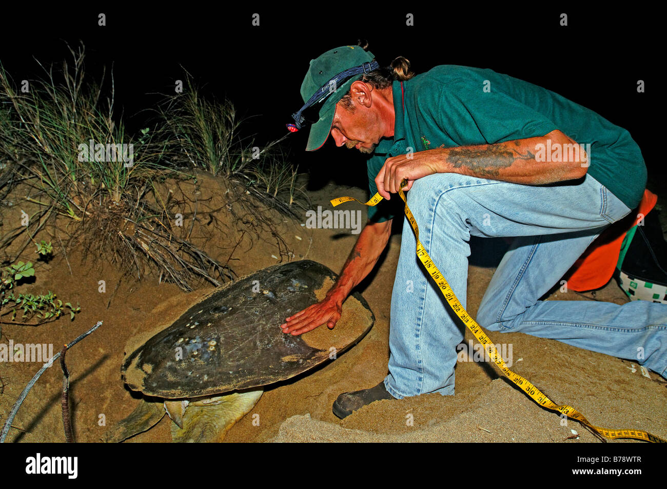 Ranger measuring a Sea turtle (Cheloniidae) at night, Cape York Turtle Rescue, Mapoon, Cape York Peninsula, Queensland, Austral Stock Photo