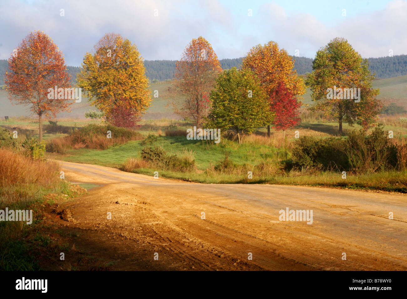Autumn road with trees hi-res stock photography and images - Alamy
